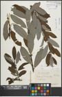 Foto von Salix appendiculata Vill.
